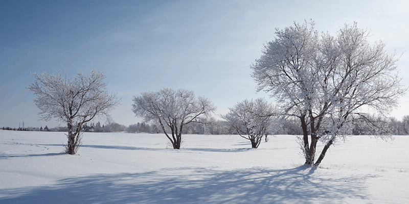 Birds hill park in the winter