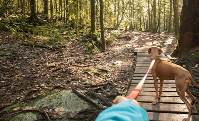 Top 10 Best Hiking Trails in Manitoba: Long and Short Trails