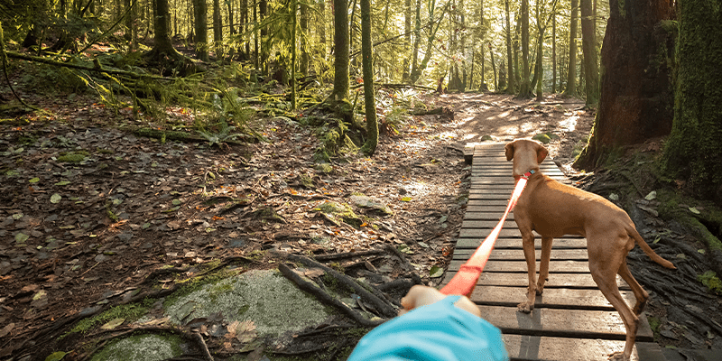 Top 10 Best Hiking Trails in Manitoba: Long and Short Trails