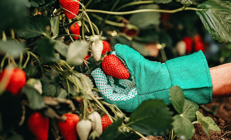 Strawberry Picking in Manitoba: Know the Spots, Plan your Trip