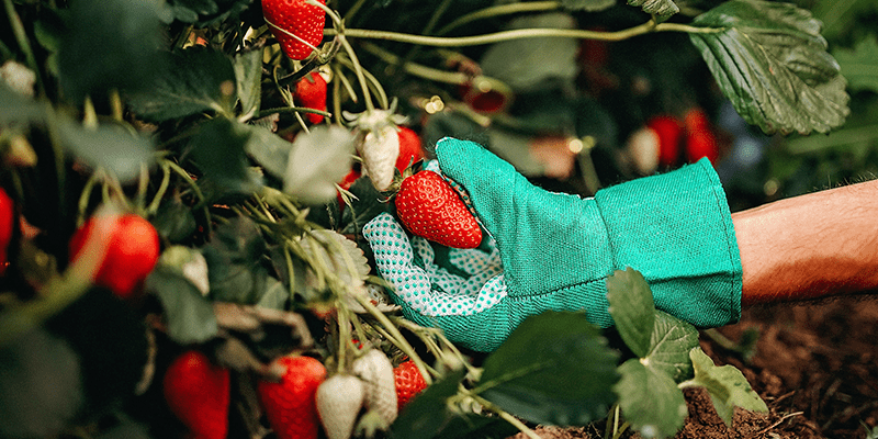 Strawberry Picking in Manitoba: Know the Spots, Plan your Trip