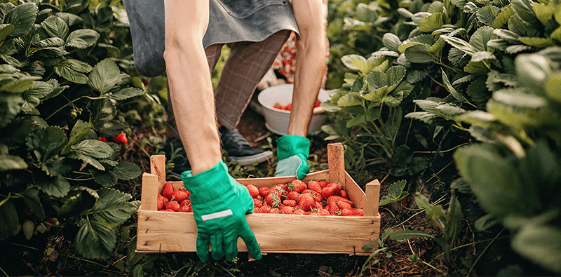 person picking strawberries near Winnipeg