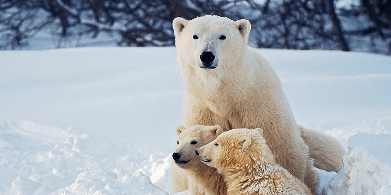polar bears in Northern Manitoba